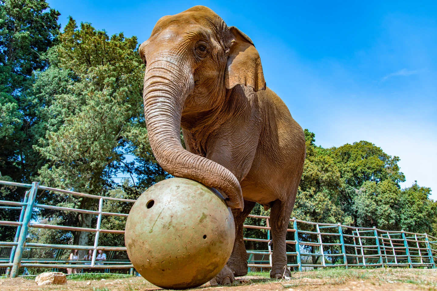 Elephant Week in Brijuni National Park 12-17 August
