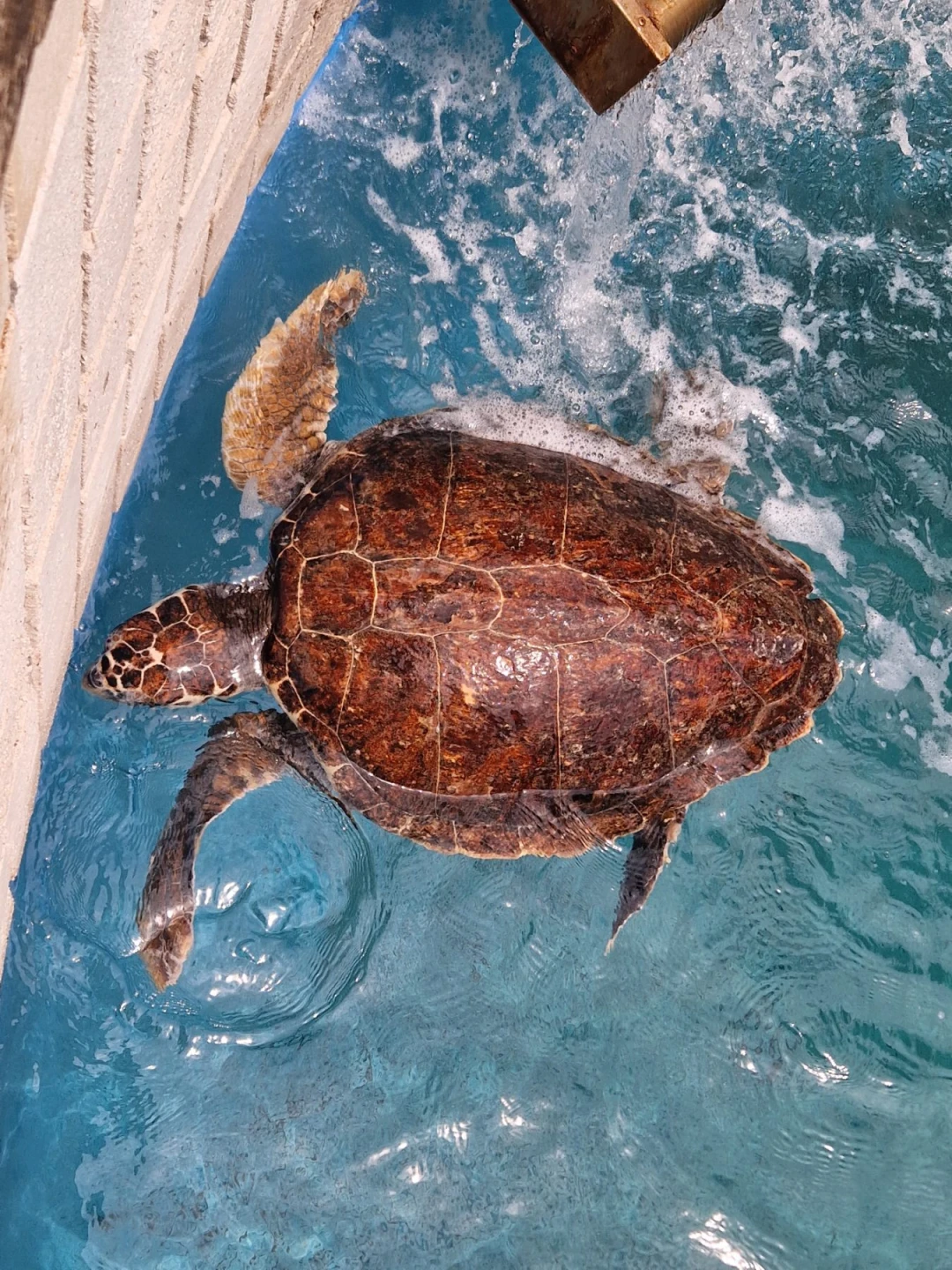 World Sea Turtle Day
