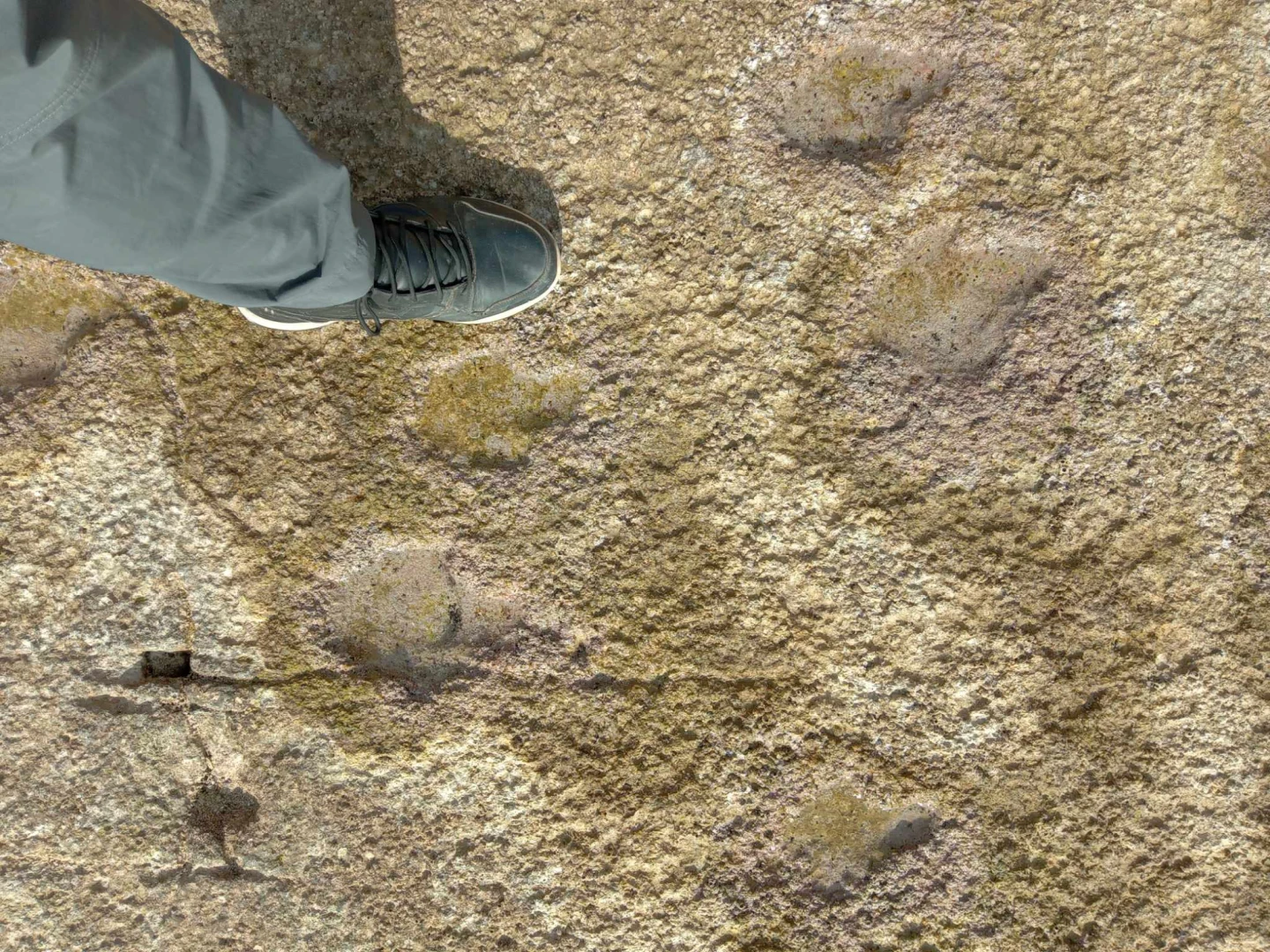 Nastavak istraživanja stopa dinosaura