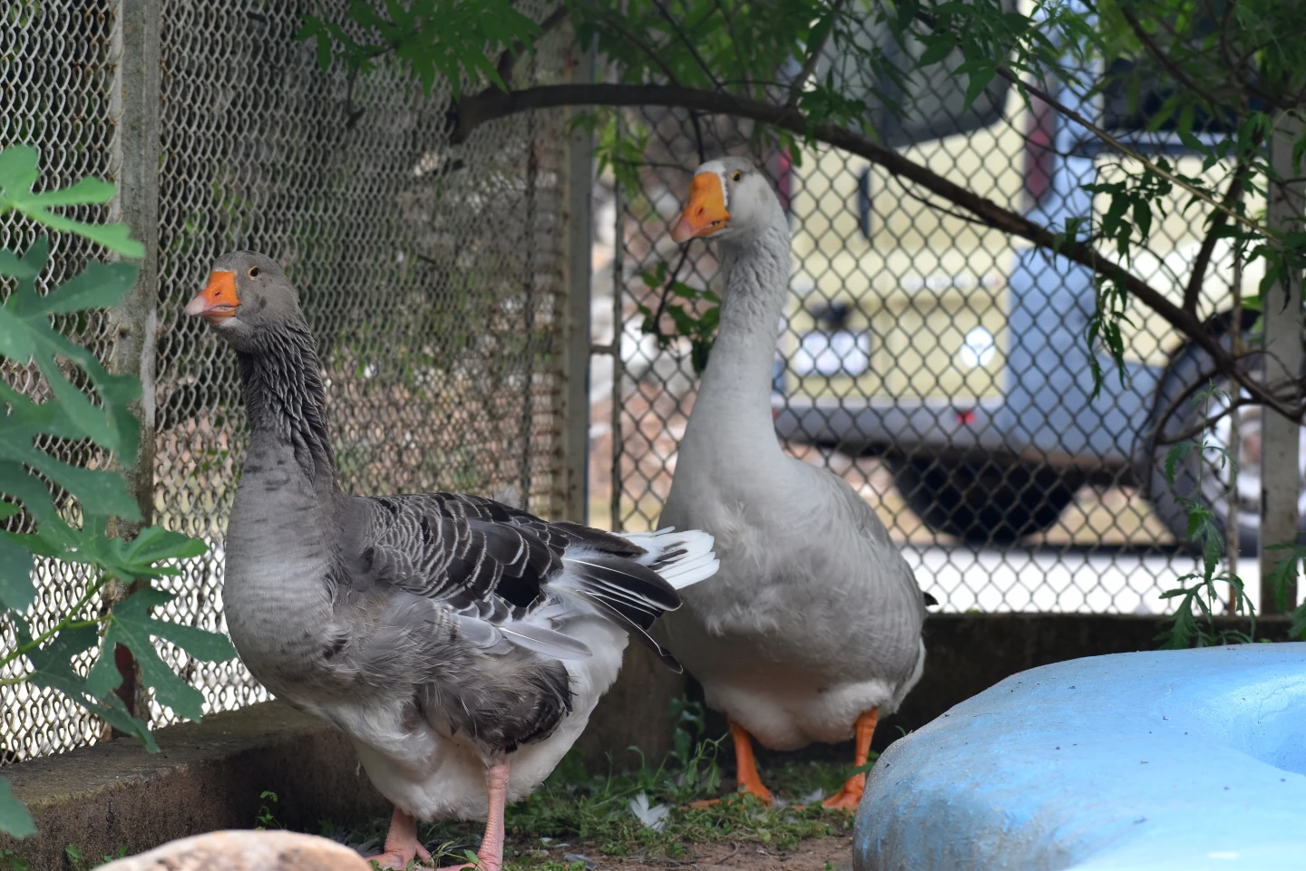 DOMESTIC (SWAN) GEESE