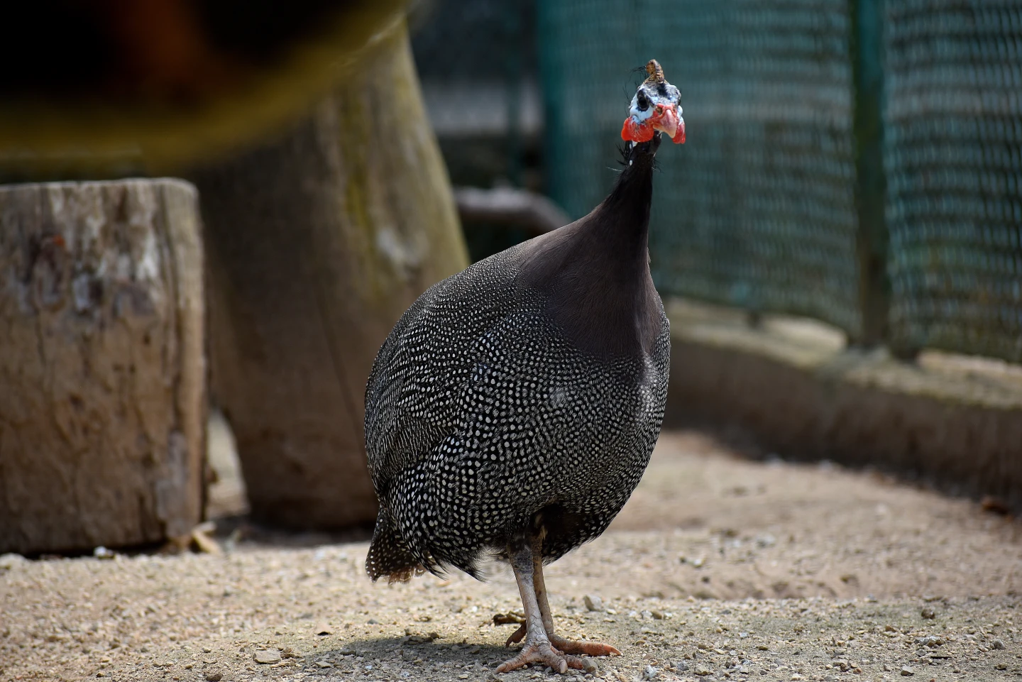 Helmeted guineafowl