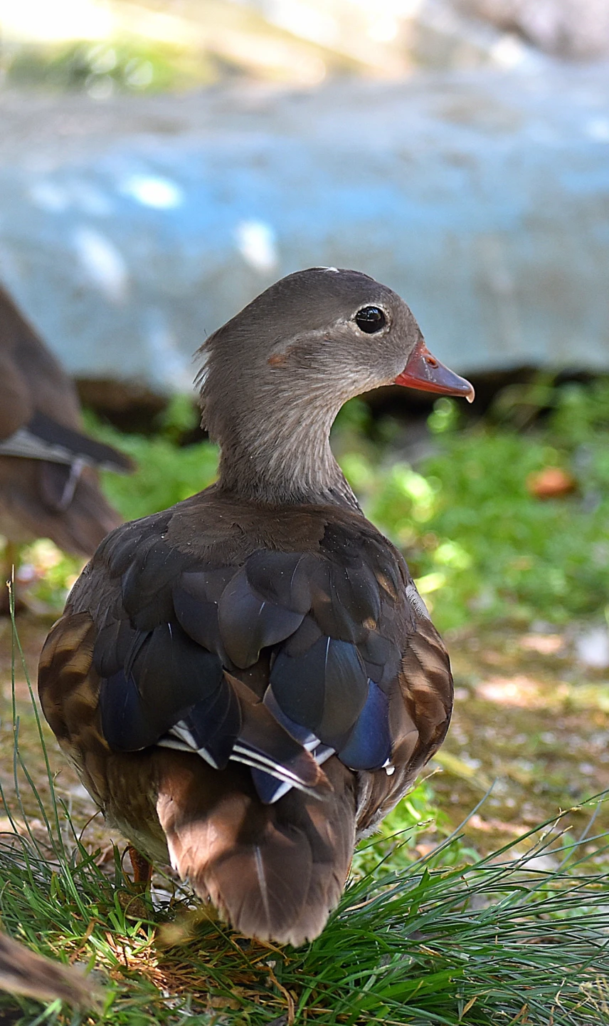 Mandarian duck