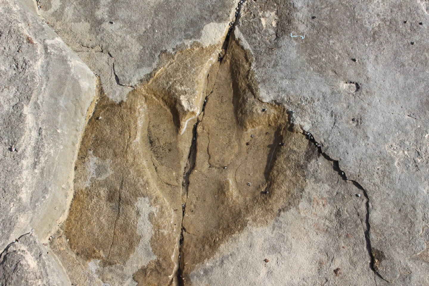 100 godina istraživanja tragova dinosaura na Brijunima