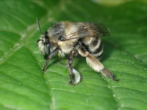 Solitary bees and honey bees