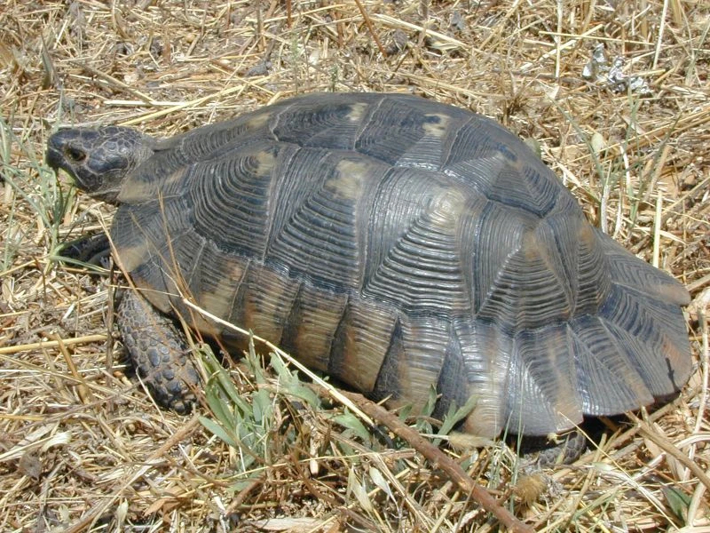 Marginated tortoise