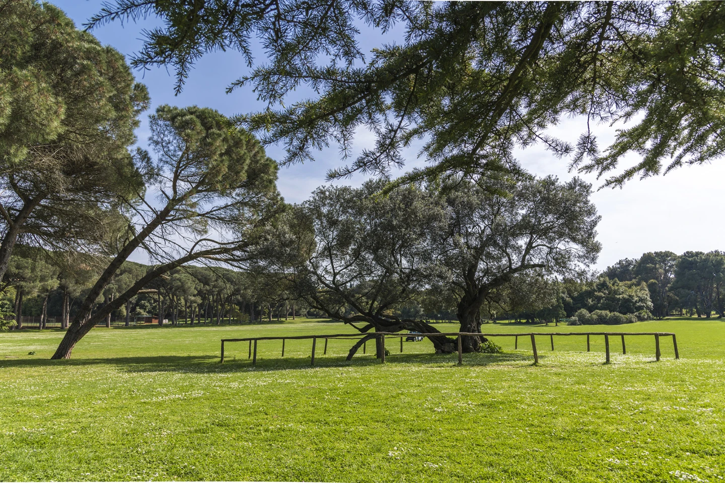 The olive tree on Brijuni