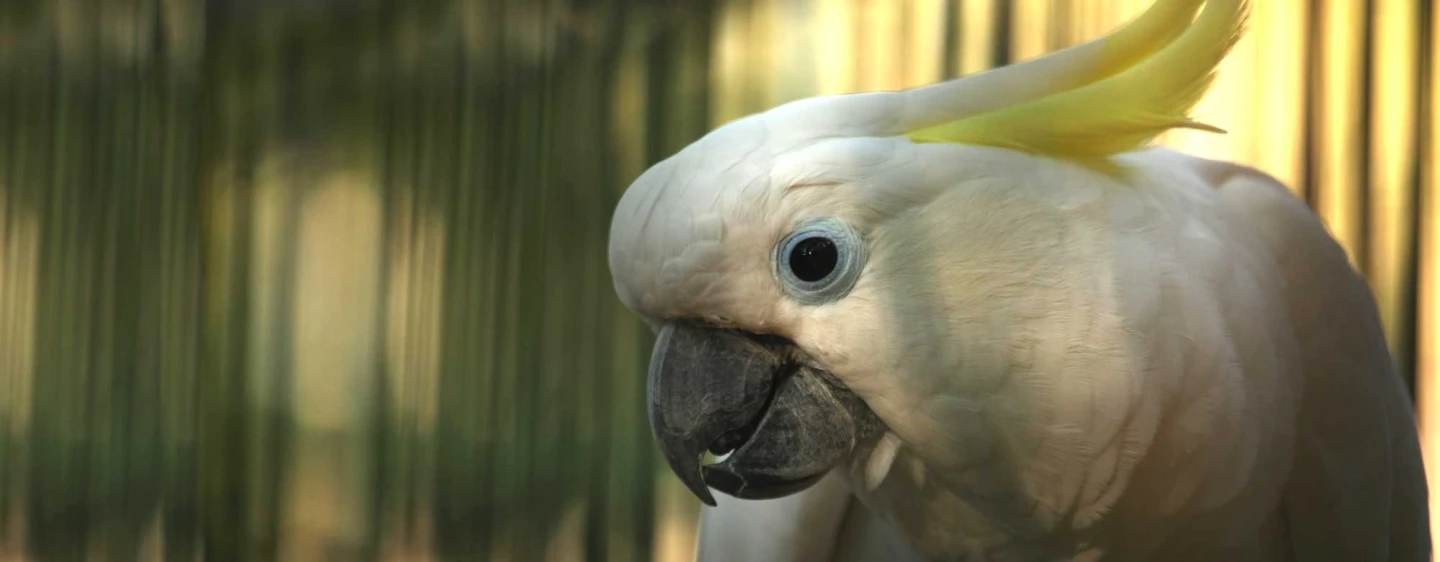 Koki the cockatoo